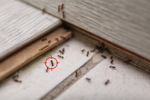 Best Wasp Removal Services  in Marine City, MI